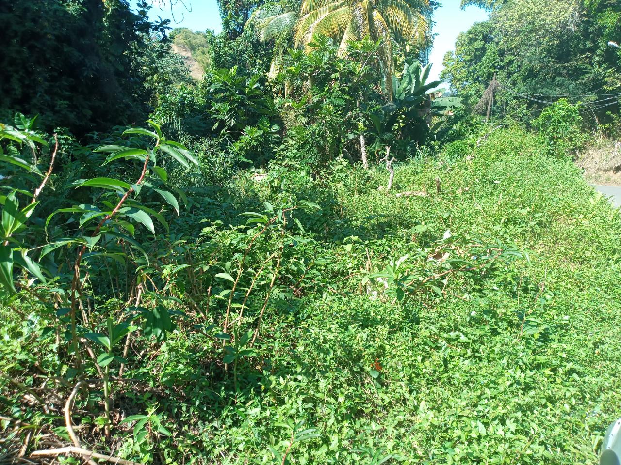 Sixth image of Dalmally Cacoon, Dias Hanover in Dias, Hanover, Jamaica - property is For Sale