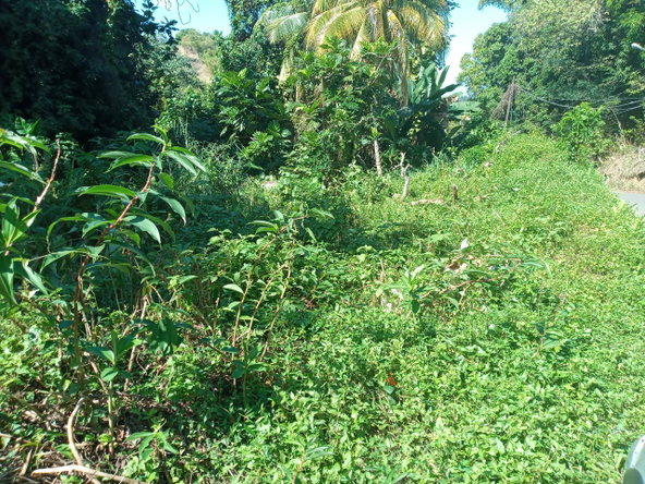 Sixth image of Dalmally Cacoon, Dias Hanover in Dias, Hanover, Jamaica - property is For Sale