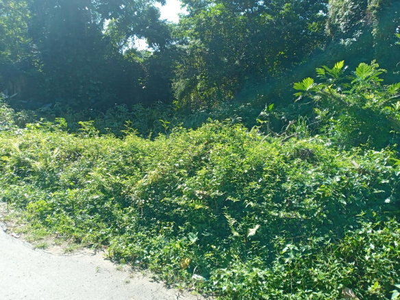 First image of Dalmally Cacoon, Dias Hanover in Dias, Hanover, Jamaica - property is For Sale