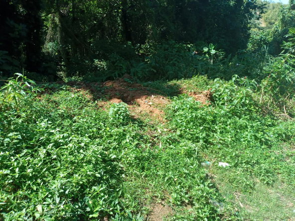 Seventh image of Dalmally Cacoon, Dias Hanover in Dias, Hanover, Jamaica - property is For Sale