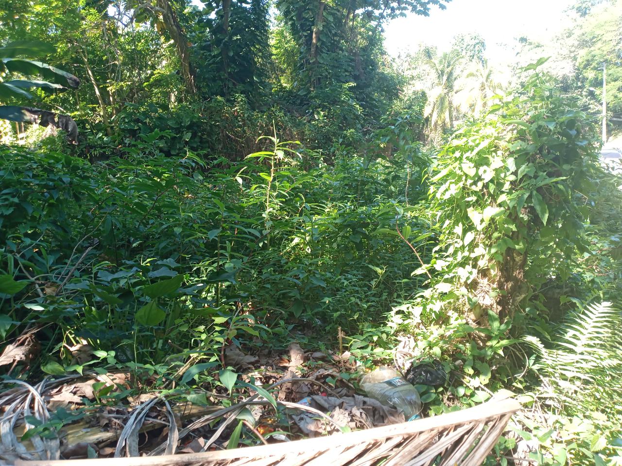 Eighth image of Dalmally Cacoon, Dias Hanover in Dias, Hanover, Jamaica - property is For Sale