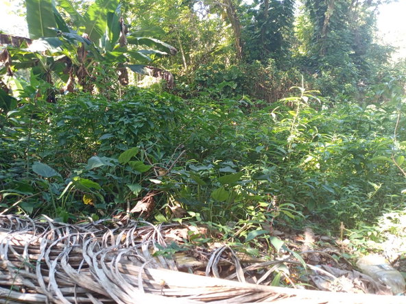 Ninth image of Dalmally Cacoon, Dias Hanover in Dias, Hanover, Jamaica - property is For Sale