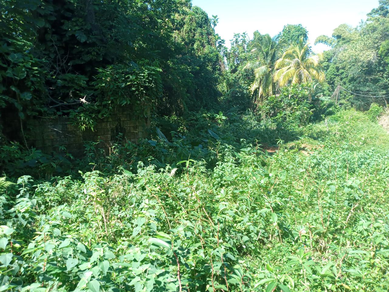 Tenth image of Dalmally Cacoon, Dias Hanover in Dias, Hanover, Jamaica - property is For Sale