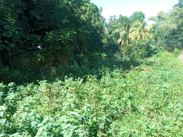 Tenth image of Dalmally Cacoon, Dias Hanover in Dias, Hanover, Jamaica - property is For Sale