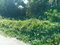 First image of Dalmally Cacoon, Dias Hanover in Dias, Hanover, Jamaica - property is For Sale