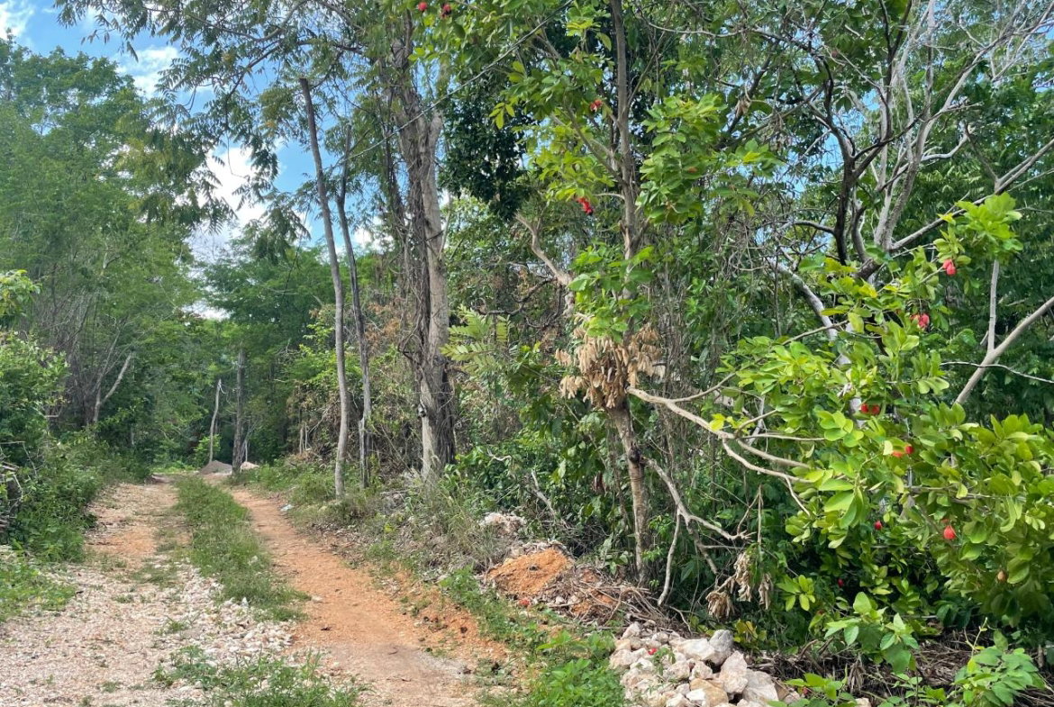 Fourth image of 19g Land Part of Dumbarton in Discovery Bay, St. Ann, Jamaica - property is For Sale