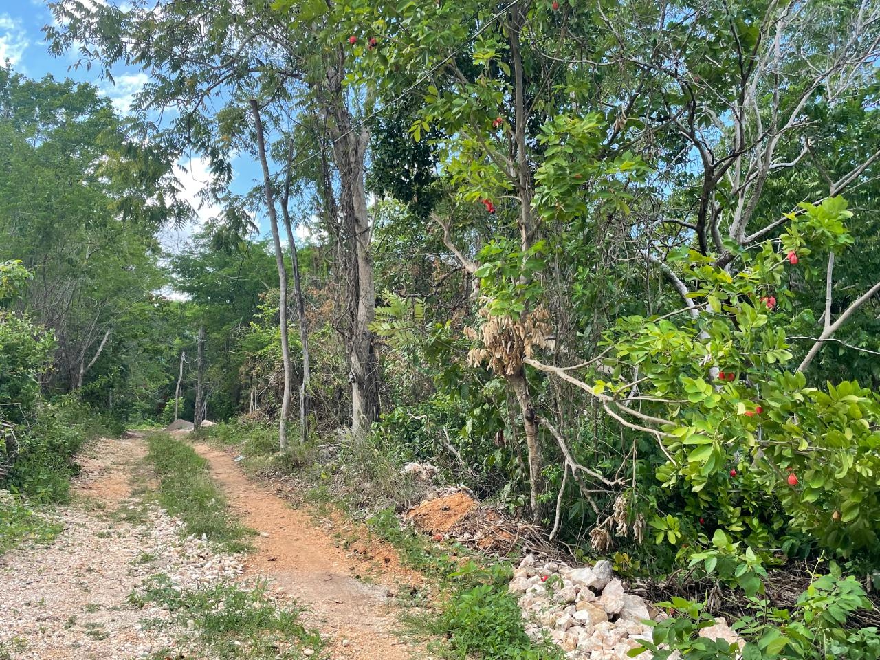 Fourth image of 19g Land Part of Dumbarton in Discovery Bay, St. Ann, Jamaica - property is For Sale