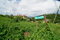 First image of 132 Dunrobin Balvenie, Mandev in Mandeville, Manchester, Jamaica - property is For Sale