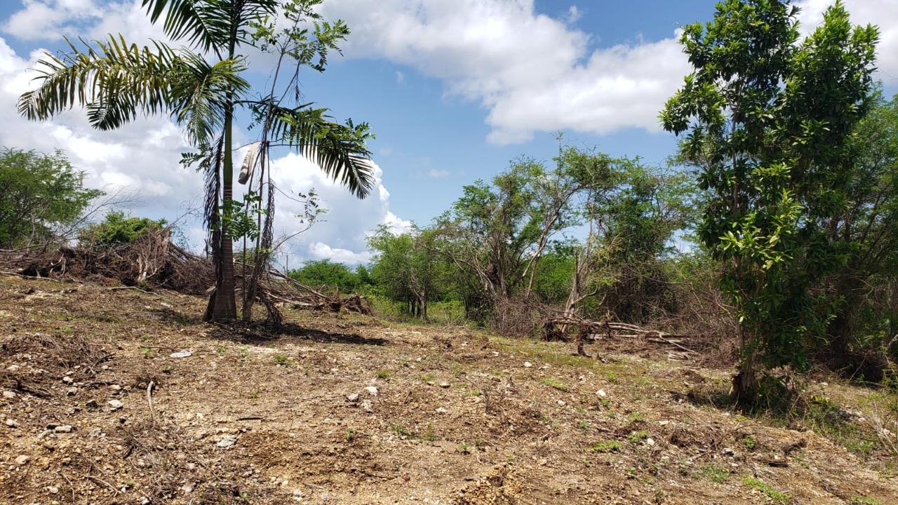 Residential-Lot-for-Sale-in-Gated-Community-Palmbrook-Estate-St.-Elizabeth Second image of Lot-285 Palmbrook Estate in Lacovia, St. Elizabeth, Jamaica - property is For Sale