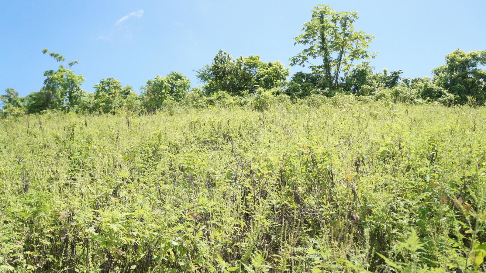 Residential-Lot-for-Sale-in-Gated-Community-St.-Ann-Jamaica Third image of 26 & 27 Friendship Heights in Friendship Heights, St. Ann, Jamaica - property is For Sale