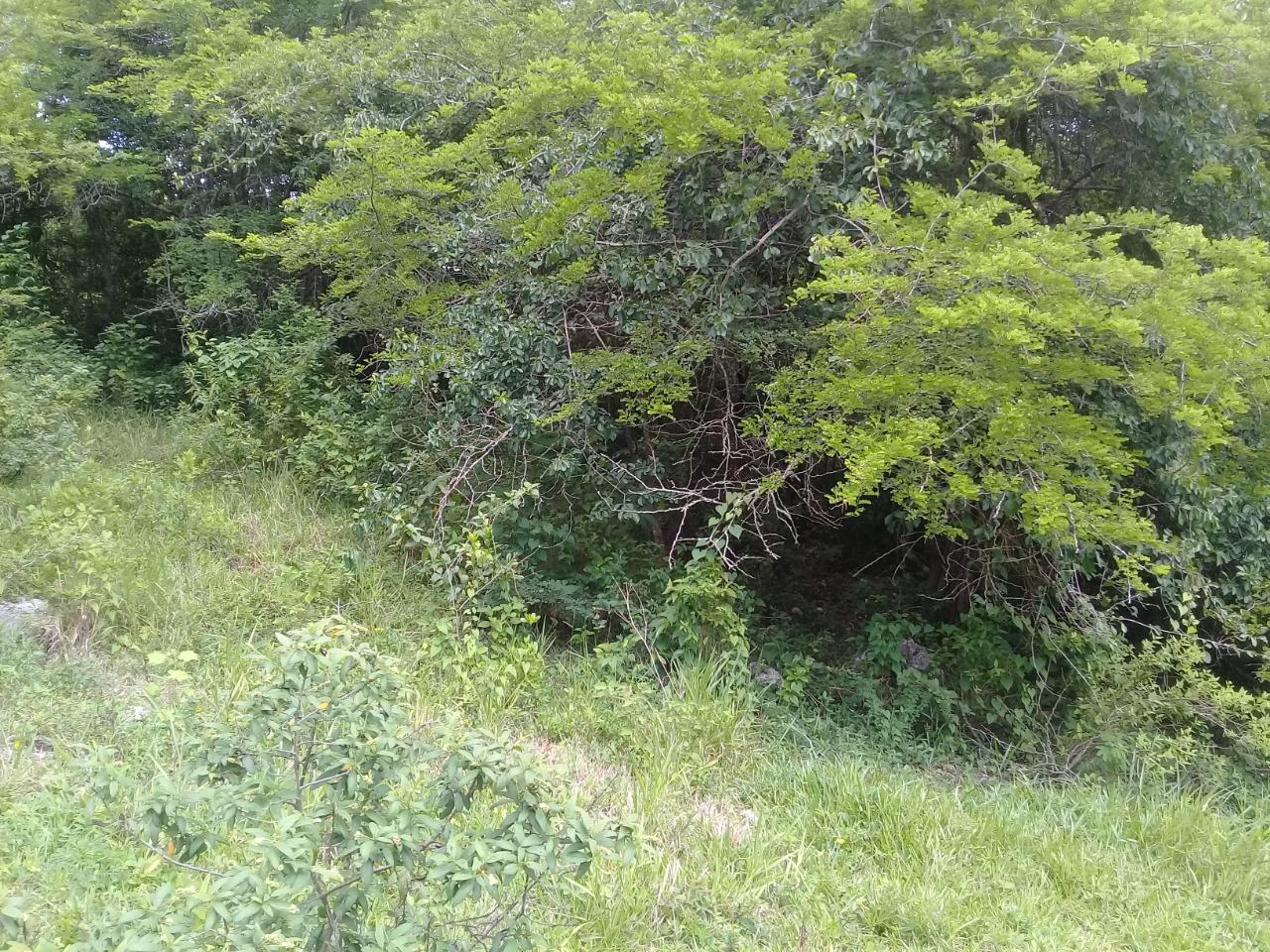 Second image of Georges Valley, Mancheste in Mandeville, Manchester, Jamaica - property is For Sale