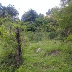 First image of Georges Valley, Mancheste in Mandeville, Manchester, Jamaica - property is For Sale