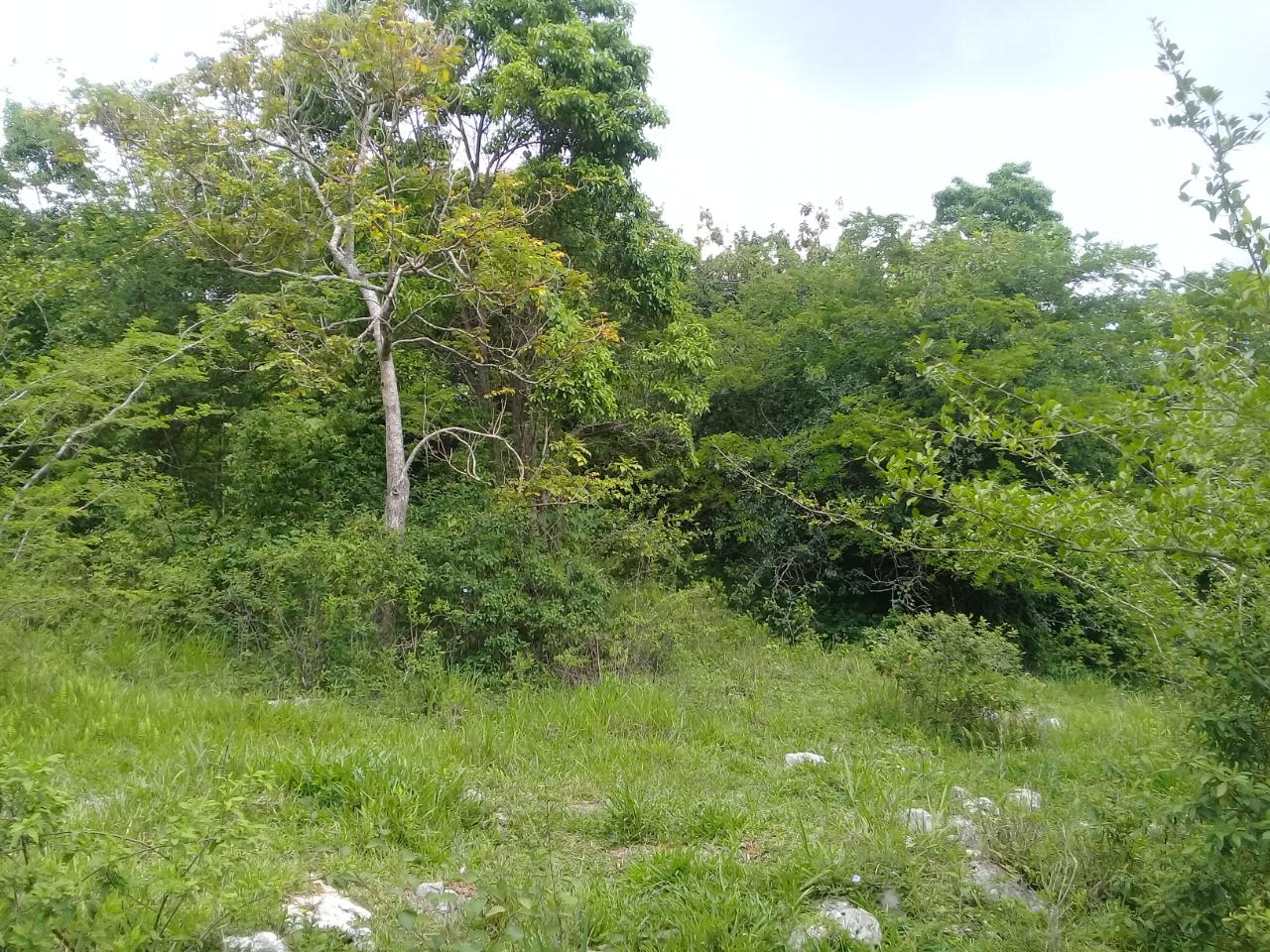 Third image of Georges Valley, Mancheste in Mandeville, Manchester, Jamaica - property is For Sale