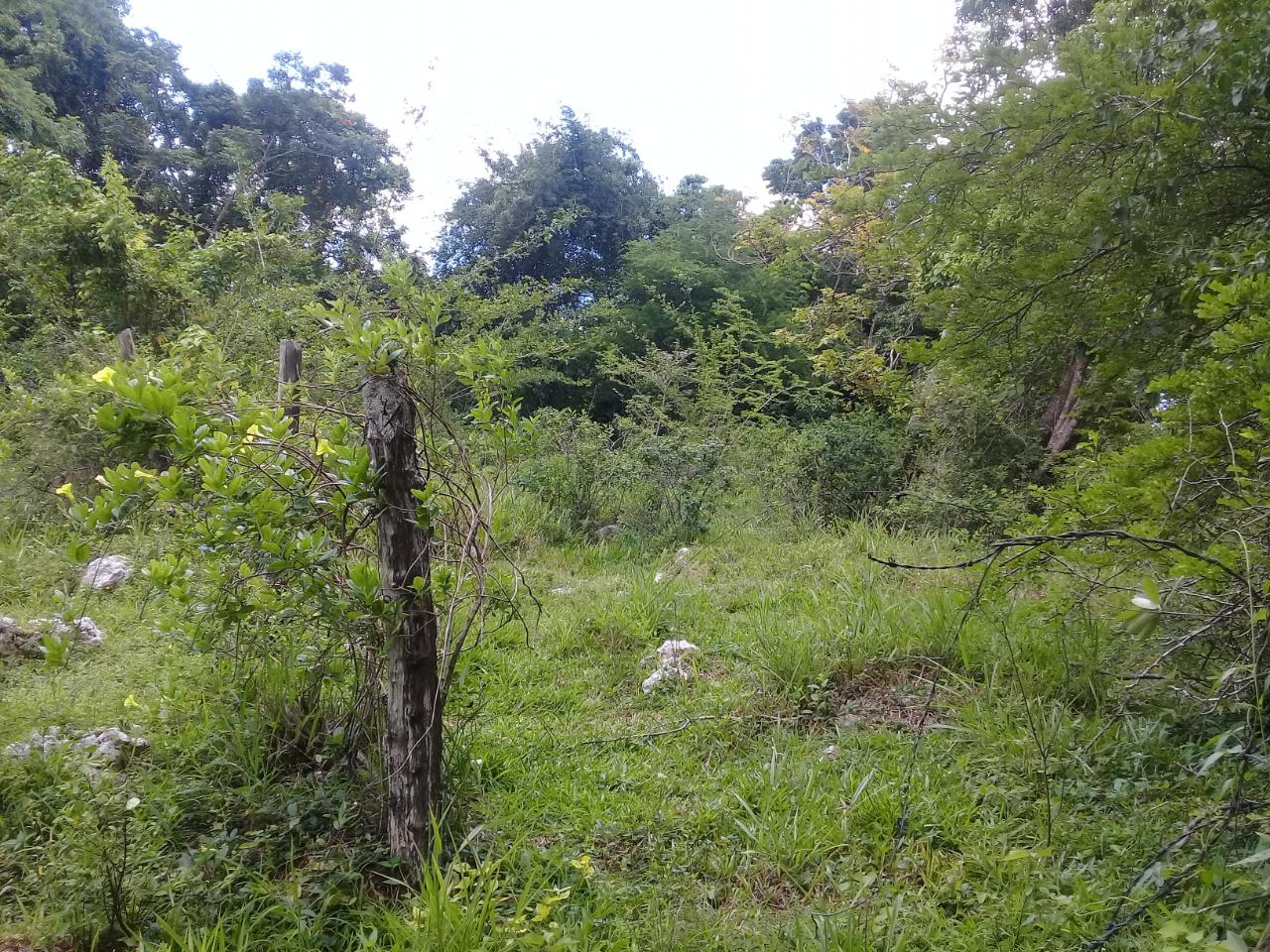 First image of Georges Valley, Mancheste in Mandeville, Manchester, Jamaica - property is For Sale