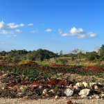 First image of 15 Godden Grove in Knockpatrick, Manchester, Jamaica - property is For Sale