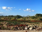 First image of 15 Godden Grove in Knockpatrick, Manchester, Jamaica - property is For Sale