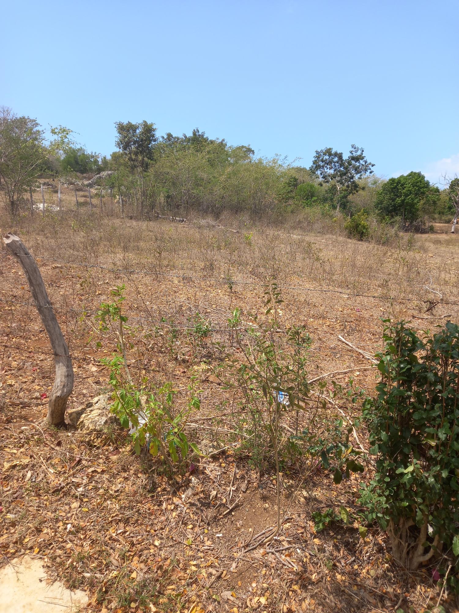 Second image of Lot 7- Greenfield, Fort Charles in Black River, St. Elizabeth, Jamaica - property is For Sale