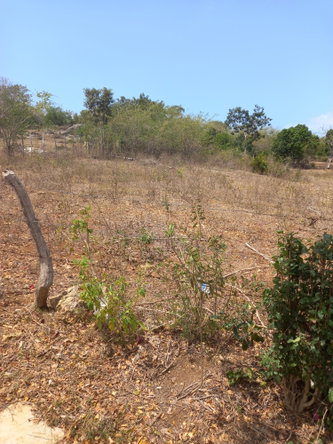 Second image of Lot 7- Greenfield, Fort Charles in Black River, St. Elizabeth, Jamaica - property is For Sale