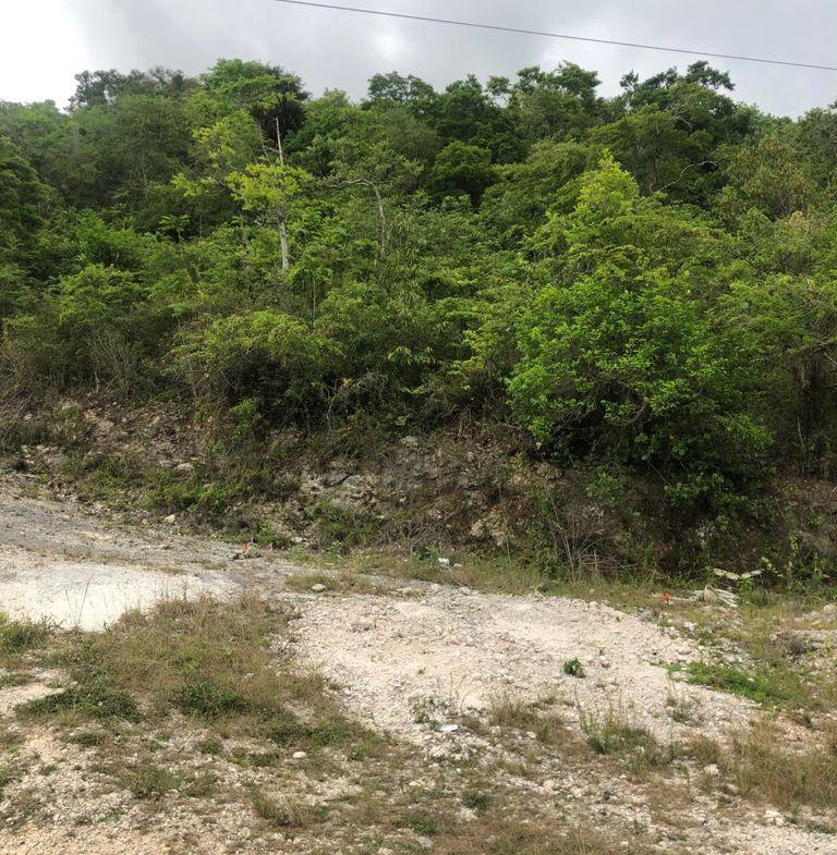 Third image of Lot 44- Grove Mount in Mandeville, Manchester, Jamaica - property is For Sale