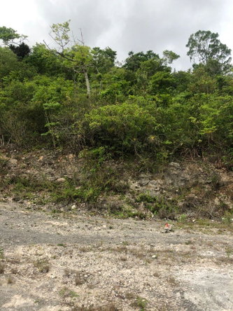 Fifth image of Lot 44- Grove Mount in Mandeville, Manchester, Jamaica - property is For Sale