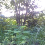 First image of Mccreary in McQuarrie, Hanover, Jamaica - property is For Sale