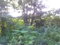 First image of Mccreary in McQuarrie, Hanover, Jamaica - property is For Sale