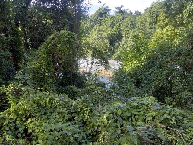 Twelfth image of Lot-12 Jubliee Pen Kildare Portl in Buff Bay, Portland, Jamaica - property is For Sale