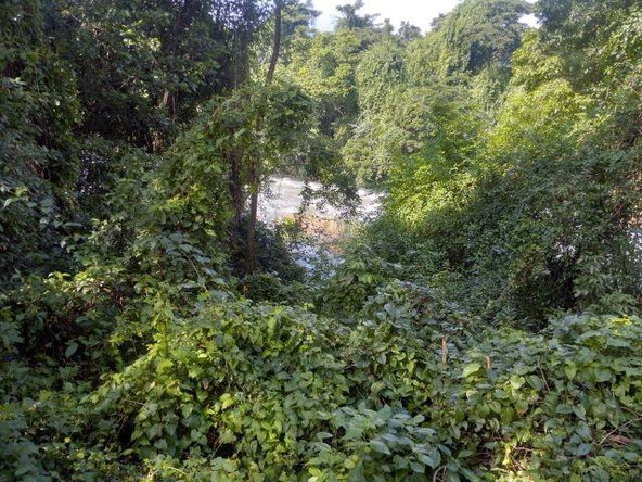 Ninth image of Lot-12 Jubliee Pen Kildare Portl in Buff Bay, Portland, Jamaica - property is For Sale