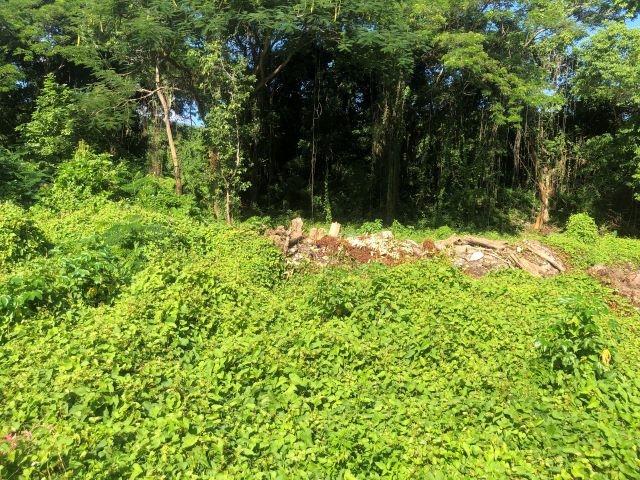 Tenth image of Lot-12 Jubliee Pen Kildare Portl in Buff Bay, Portland, Jamaica - property is For Sale