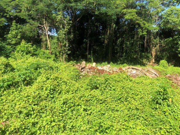 Tenth image of Lot-12 Jubliee Pen Kildare Portl in Buff Bay, Portland, Jamaica - property is For Sale