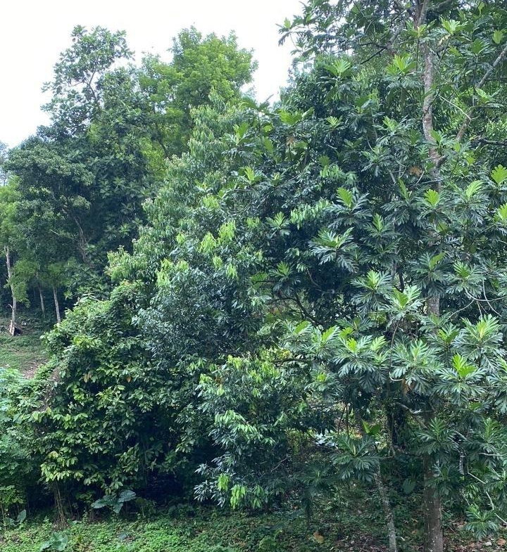 Second image of Lindos Hill, Withorn in Whithorn, Westmoreland, Jamaica - property is For Sale