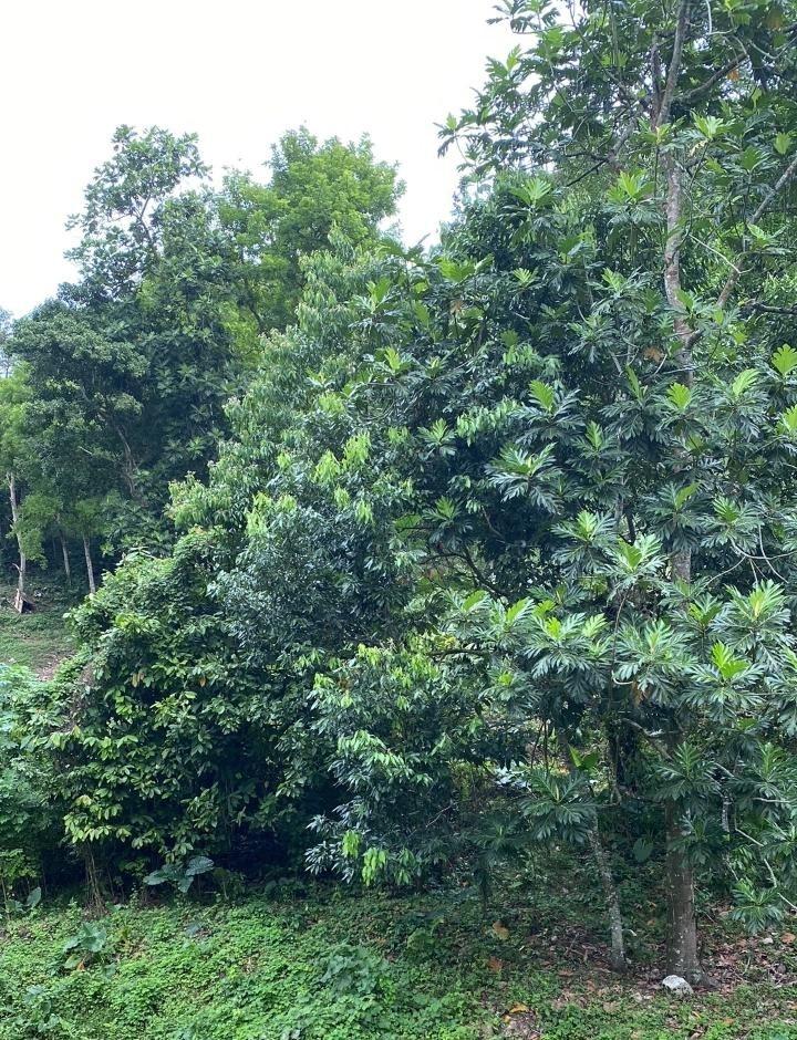 Residential-Lot-for-Sale-in-Lindos-Hill-Westmoreland-Jamaica Second image of Lindos Hill, Withorn in Whithorn, Westmoreland, Jamaica - property is For Sale