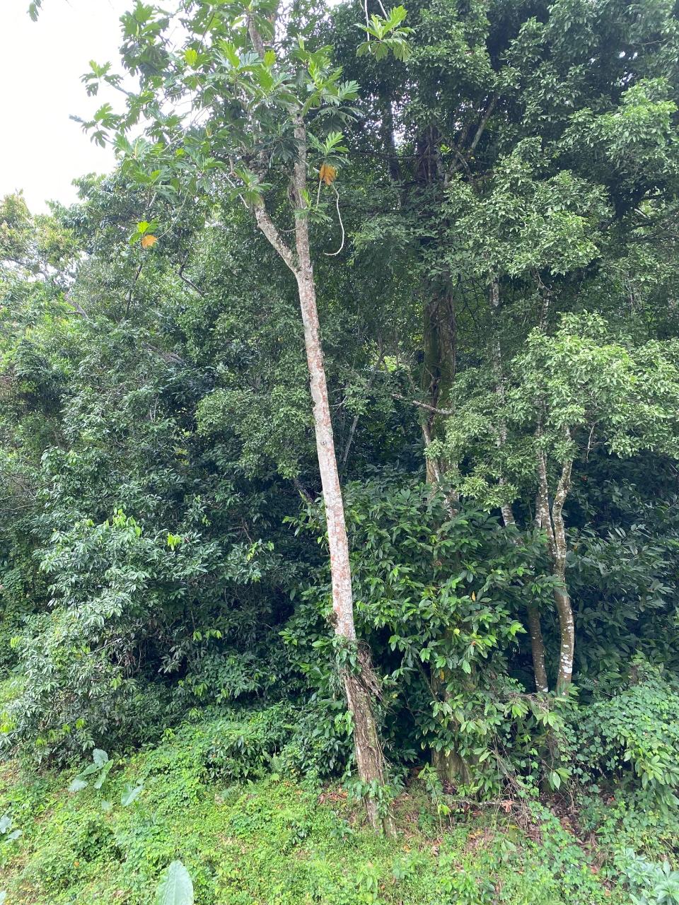 Residential-Lot-for-Sale-in-Lindos-Hill-Westmoreland-Jamaica Sixth image of Lindos Hill, Withorn in Whithorn, Westmoreland, Jamaica - property is For Sale