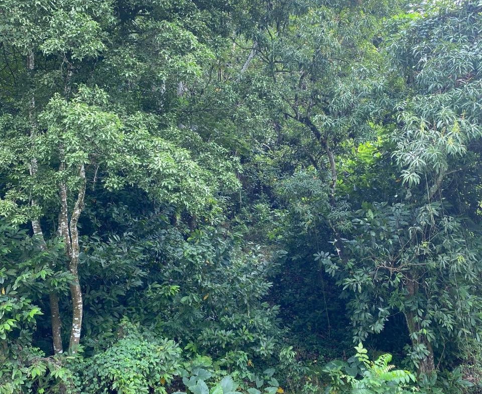 Eighth image of Lindos Hill, Withorn in Whithorn, Westmoreland, Jamaica - property is For Sale