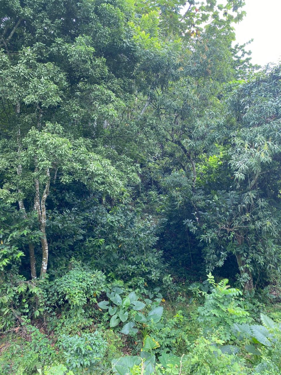 Residential-Lot-for-Sale-in-Lindos-Hill-Westmoreland-Jamaica Eighth image of Lindos Hill, Withorn in Whithorn, Westmoreland, Jamaica - property is For Sale