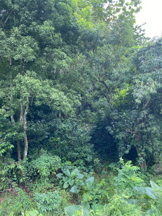 Eighth image of Lindos Hill, Withorn in Whithorn, Westmoreland, Jamaica - property is For Sale