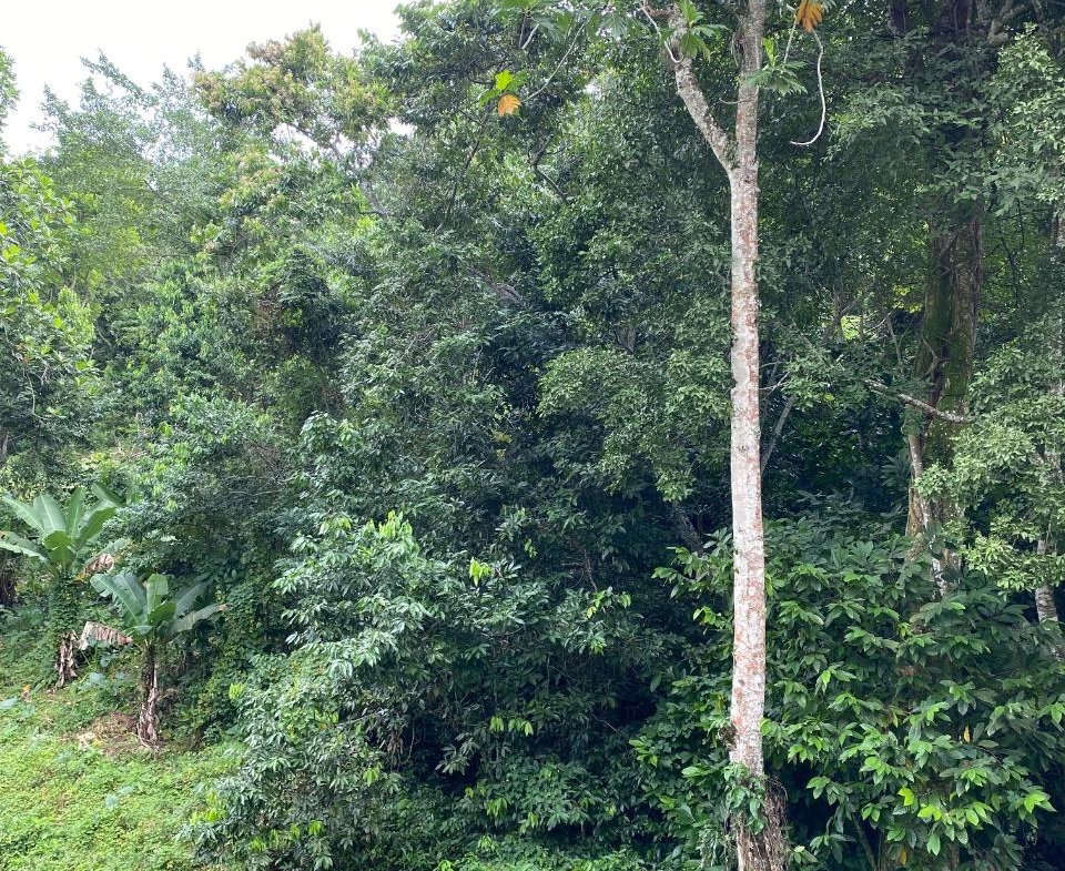 Ninth image of Lindos Hill, Withorn in Whithorn, Westmoreland, Jamaica - property is For Sale