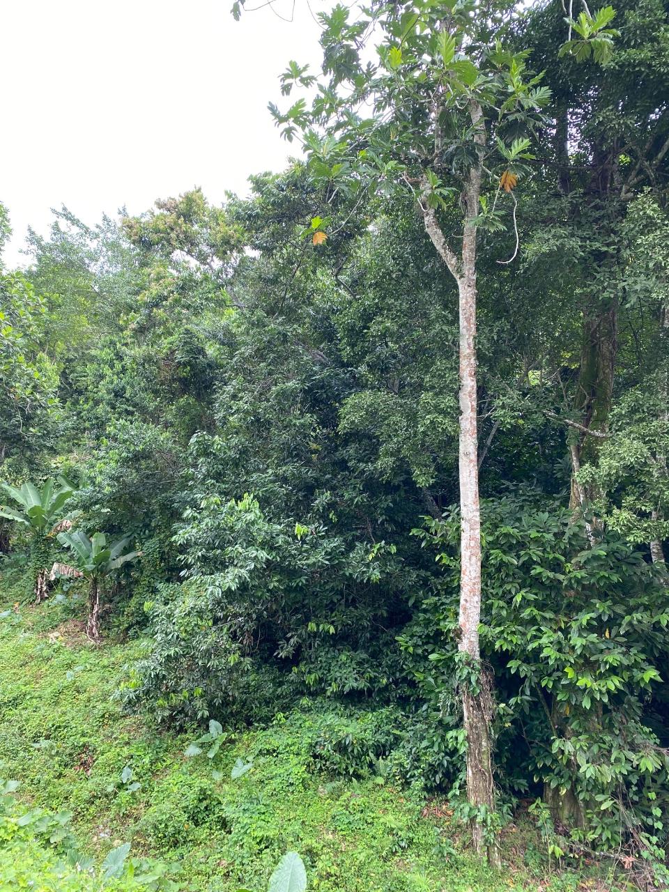 Residential-Lot-for-Sale-in-Lindos-Hill-Westmoreland-Jamaica Ninth image of Lindos Hill, Withorn in Whithorn, Westmoreland, Jamaica - property is For Sale