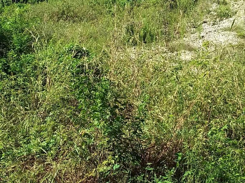 Third image of Hodges Road Luana #2 in Black River, St. Elizabeth, Jamaica - property is For Sale