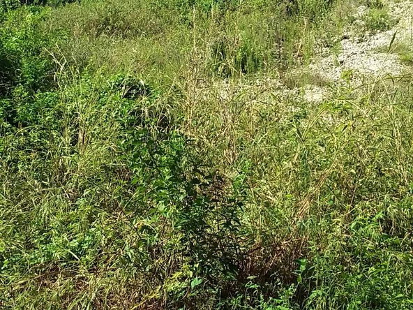 Third image of Hodges Road Luana #2 in Black River, St. Elizabeth, Jamaica - property is For Sale