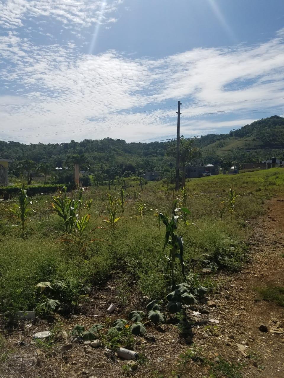 Residential-Lot-for-Sale-in-Malvern-Park-Pen-St.-Ann-Ideal-for-Your-Dream-Home Ninth image of 27 Malvern Park Pen in Davis Town, St. Ann, Jamaica - property is For Sale