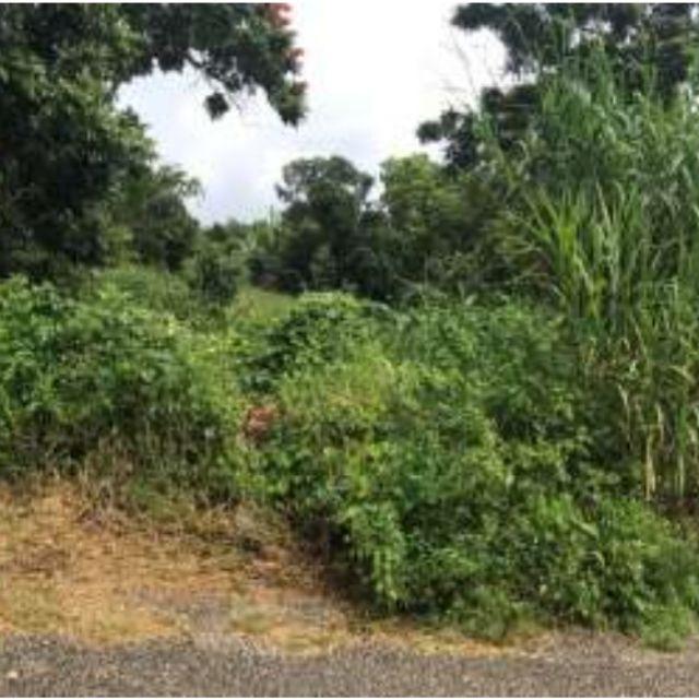 Third image of 3 Lillian Close in Mandeville, Manchester, Jamaica - property is For Sale