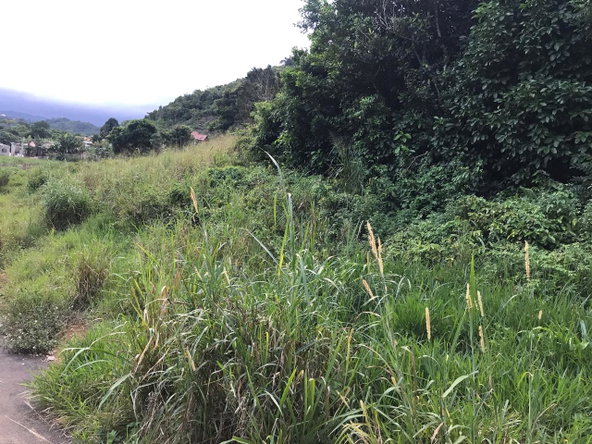 Fifth image of Lot No. 1d Walderston in Walderston, Manchester, Jamaica - property is For Sale