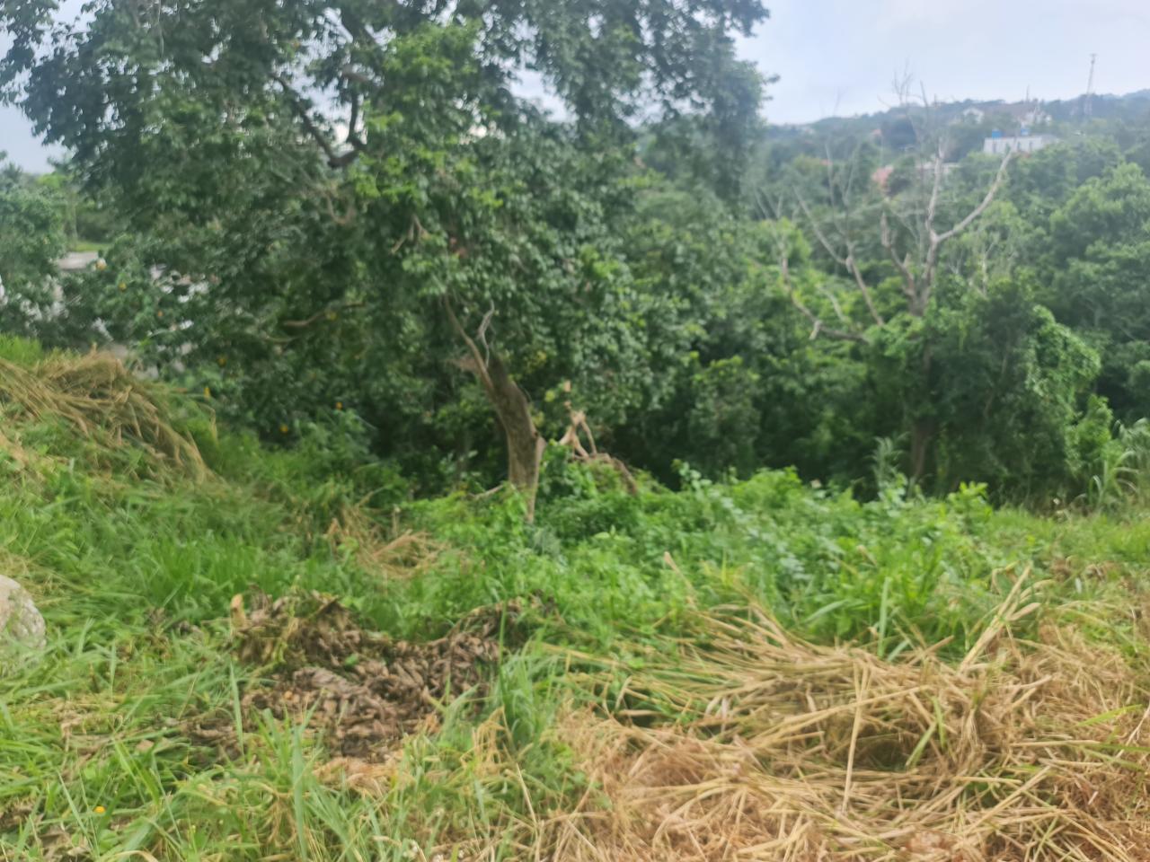 Residential-Lot-for-Sale-in-Mandeville-Jamaica-Ideal-for-Split-Level-Home Fourth image of Begonia Drive in Mandeville, Manchester, Jamaica - property is For Sale