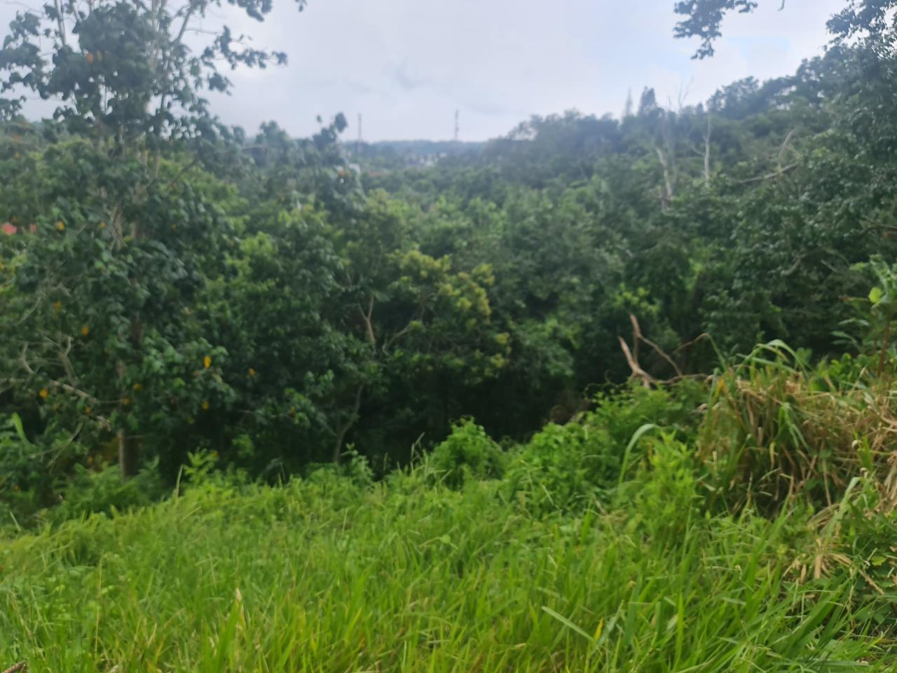 Residential-Lot-for-Sale-in-Mandeville-Jamaica-Ideal-for-Split-Level-Home Fifth image of Begonia Drive in Mandeville, Manchester, Jamaica - property is For Sale