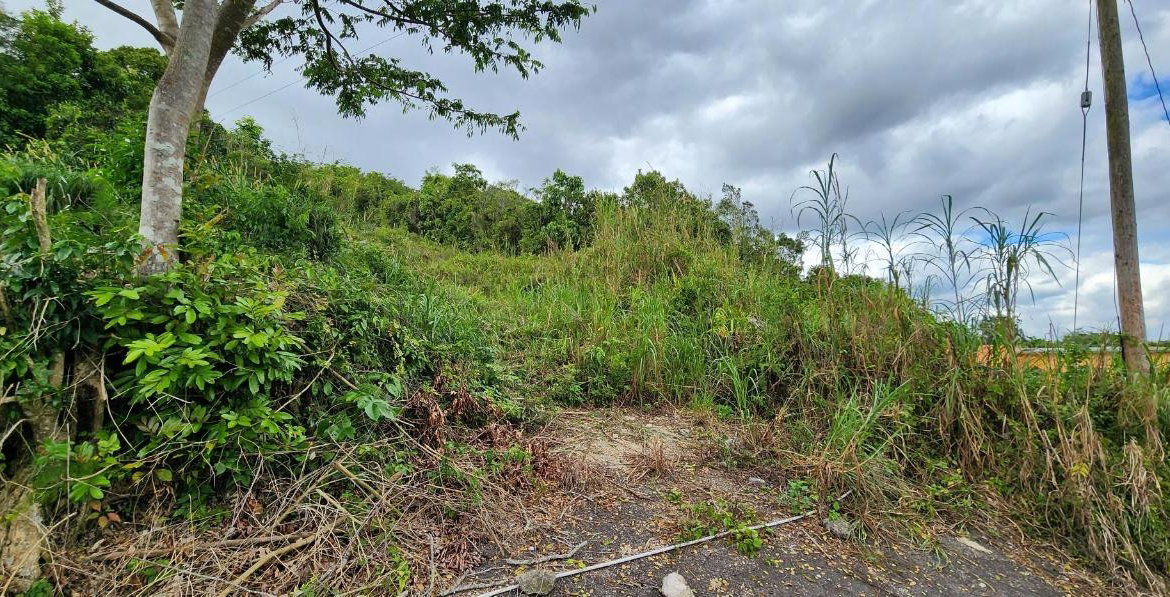 Second image of May Day Plantation in May Day, Manchester, Jamaica - property is For Sale