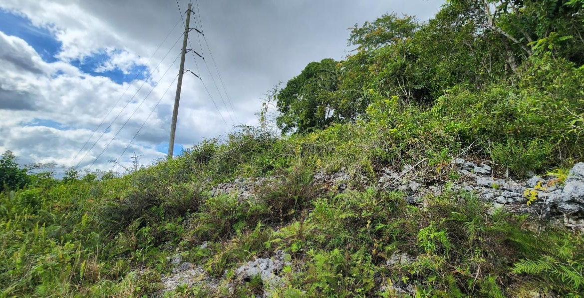 Eleventh image of May Day Plantation in May Day, Manchester, Jamaica - property is For Sale