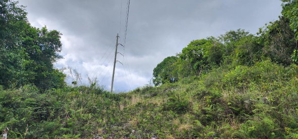 Thirteenth image of May Day Plantation in May Day, Manchester, Jamaica - property is For Sale