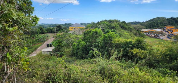 Sixteenth image of May Day Plantation in May Day, Manchester, Jamaica - property is For Sale