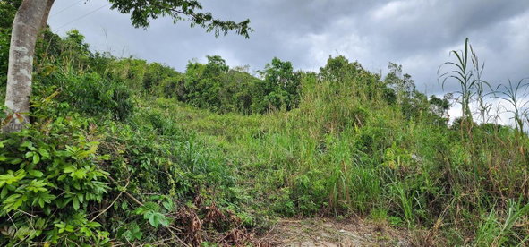 Third image of May Day Plantation in May Day, Manchester, Jamaica - property is For Sale